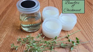 Chickweed Benefits & Uses | Making a Salve