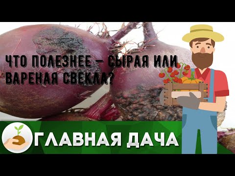 Что полезнее — сырая или вареная свекла?