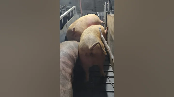 Inside a Slaughterhouse: The Final Walk 👀