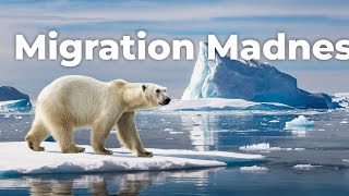 The Most Extreme Animal Migrations Ever Caught on Camera!