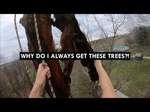 Dead Tree Climbing Unedited (Lots of tips and tricks!)