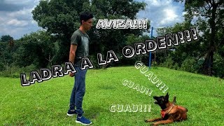 COMO HACER QUE TU PERRO LADRE A LA ORDEN!!! (PASTOR BELGA MALINOIS