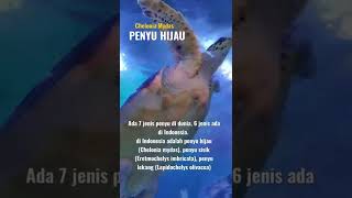 PENYU HIJAU