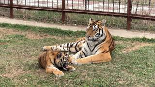 Тигрица Фрида с малышами. Тайган. Tigress Frida with cubs. Taigan