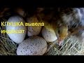 Может ли клушка вывести индюшат