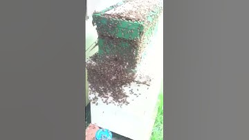 Bee swarm getting in to the empty bee hive. Nucleus.