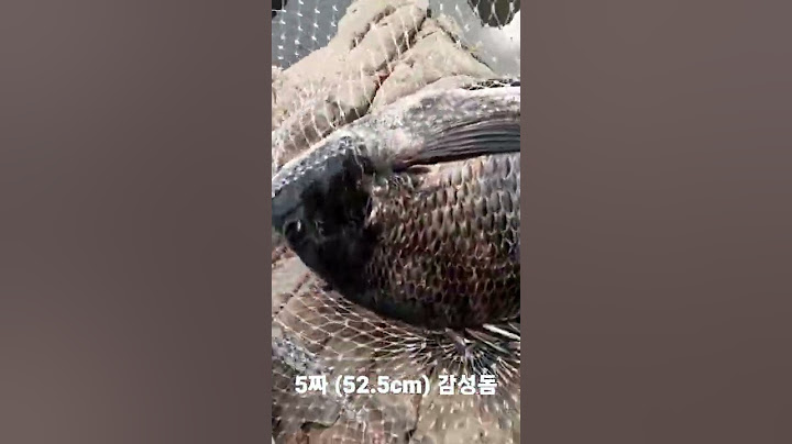 부산바다낚시 5짜 감성돔 출현!!