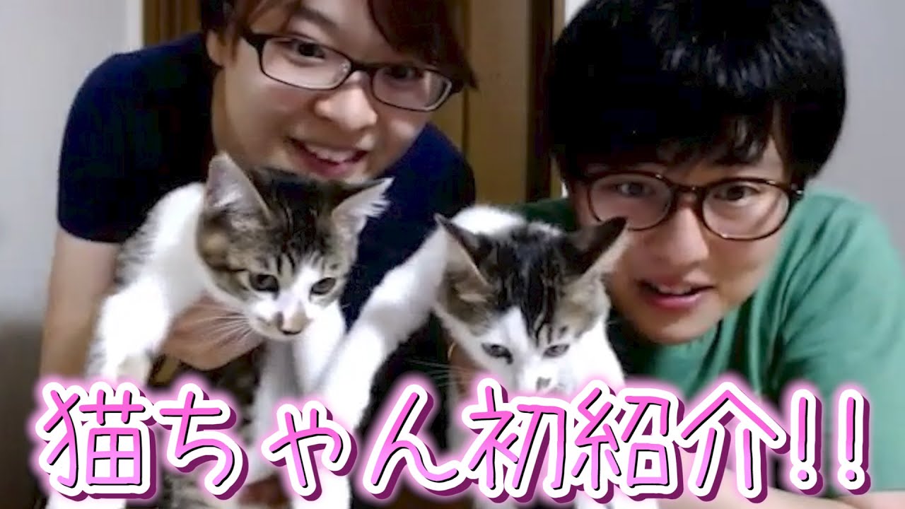 我が家にやってきた保護猫ちゃん初紹介 Youtube 我が家にやってきた保護猫ちゃん初紹介 Youtube