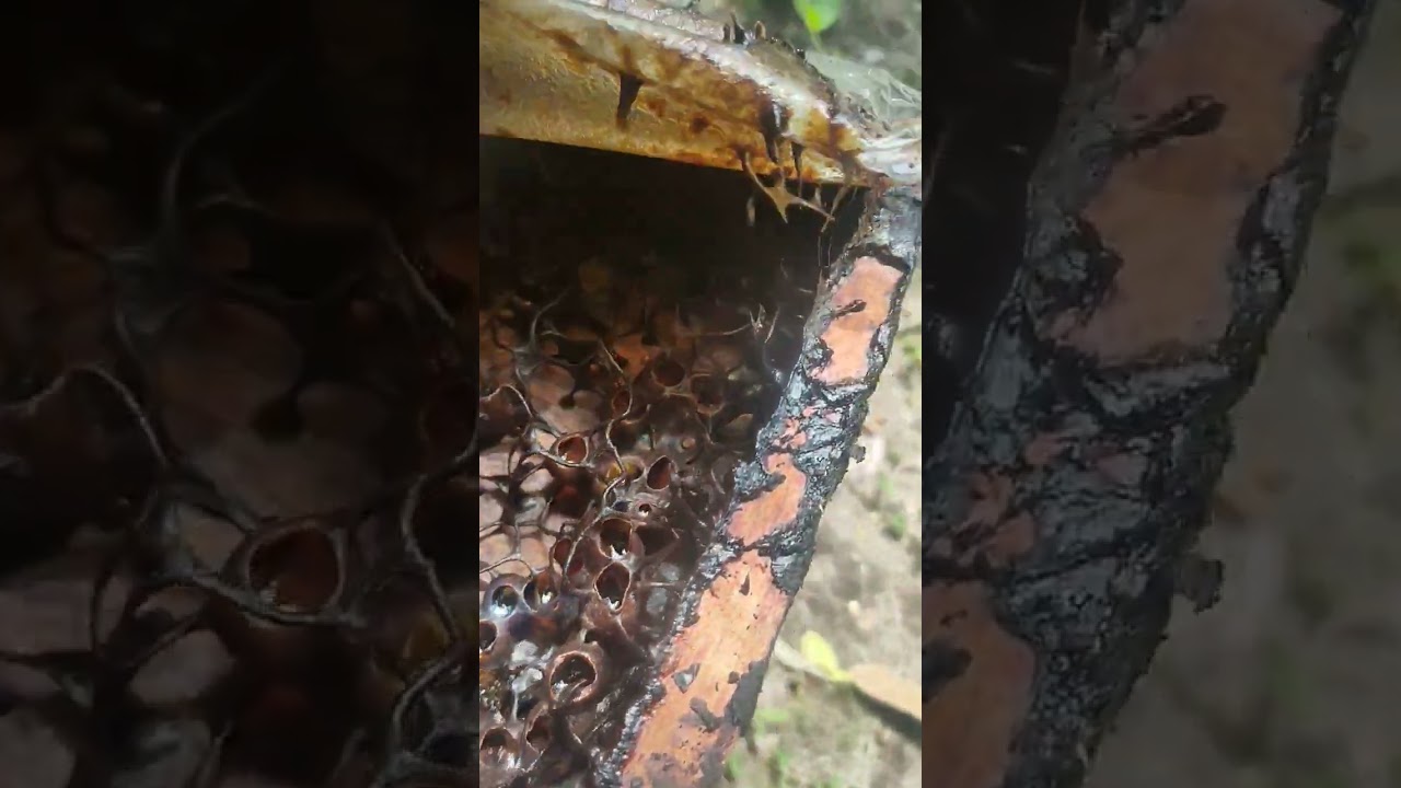 MADUNYA JANGAN DIPANEN SEMUA! SISAKAN UNTUK KELULUT! 