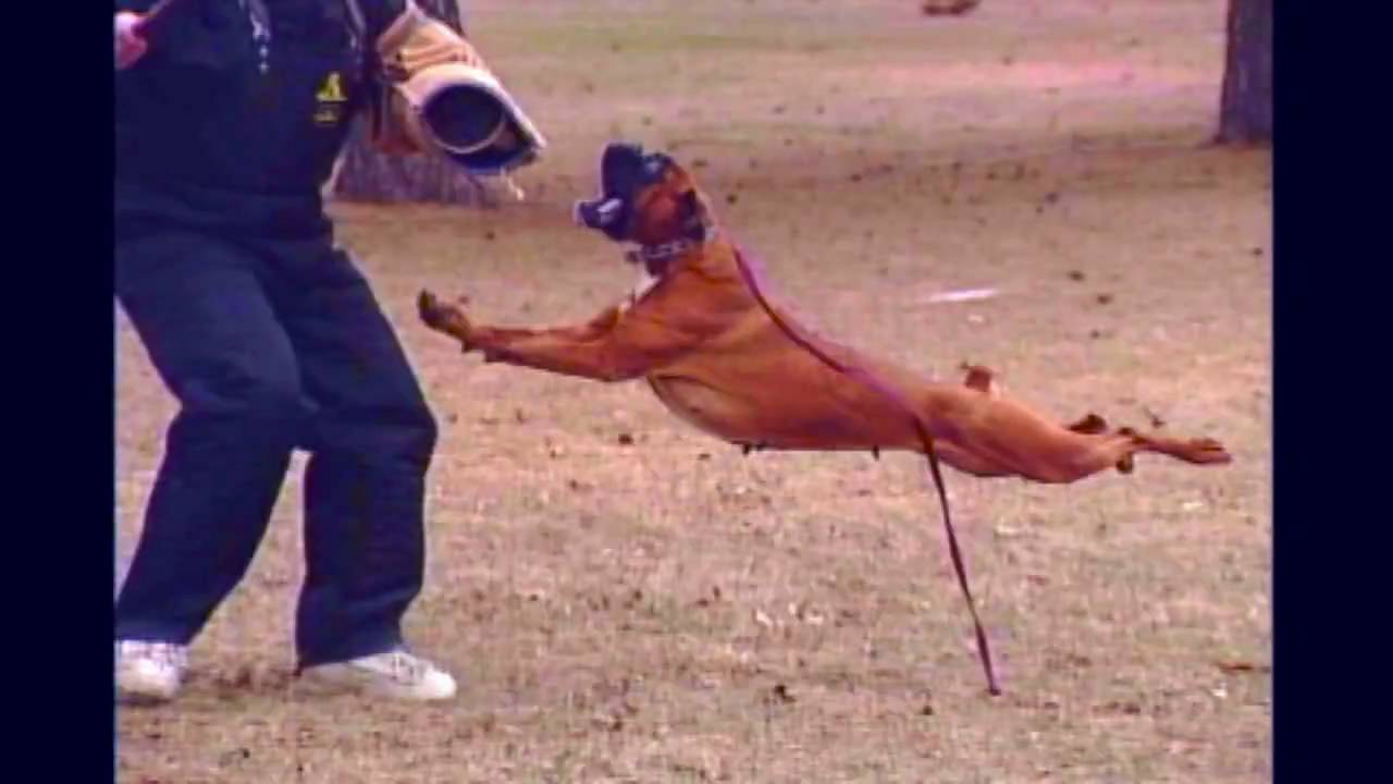 boxer schutzhund