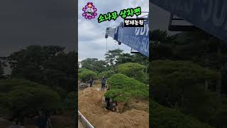계룡산이 품고,대둔산 뷰가 보이는 자리  명품주택과 명품 소나무가 만나다..#계룡산 #대둔산 #명품소나무 #특수목 #향나무 #배롱나무 #공작단풍 #백일홍 #반송 #정원수 #조경수
