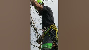 Up in a tree with a video camera
