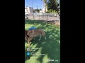 Labrador and German Shepherd: Ultimate Dog Park Fun