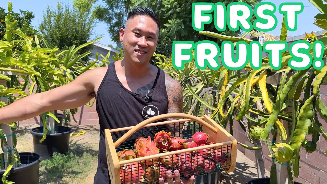 My First Dragon Fruit Harvest Of The Season!