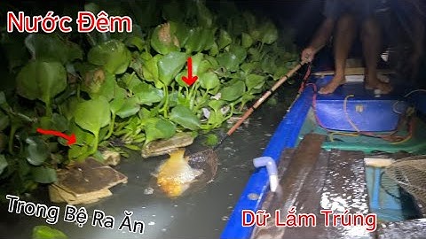 Con Nước Đêm Lúc "0h Sáng" Thời Điểm Hàng Khủng Ra Kiếm Ăn | Kích Cá Miền Tây | Catch Fish