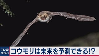 コウモリは未来を予測できる！？ 米大学が研究結果を発表（2020年11月5日）