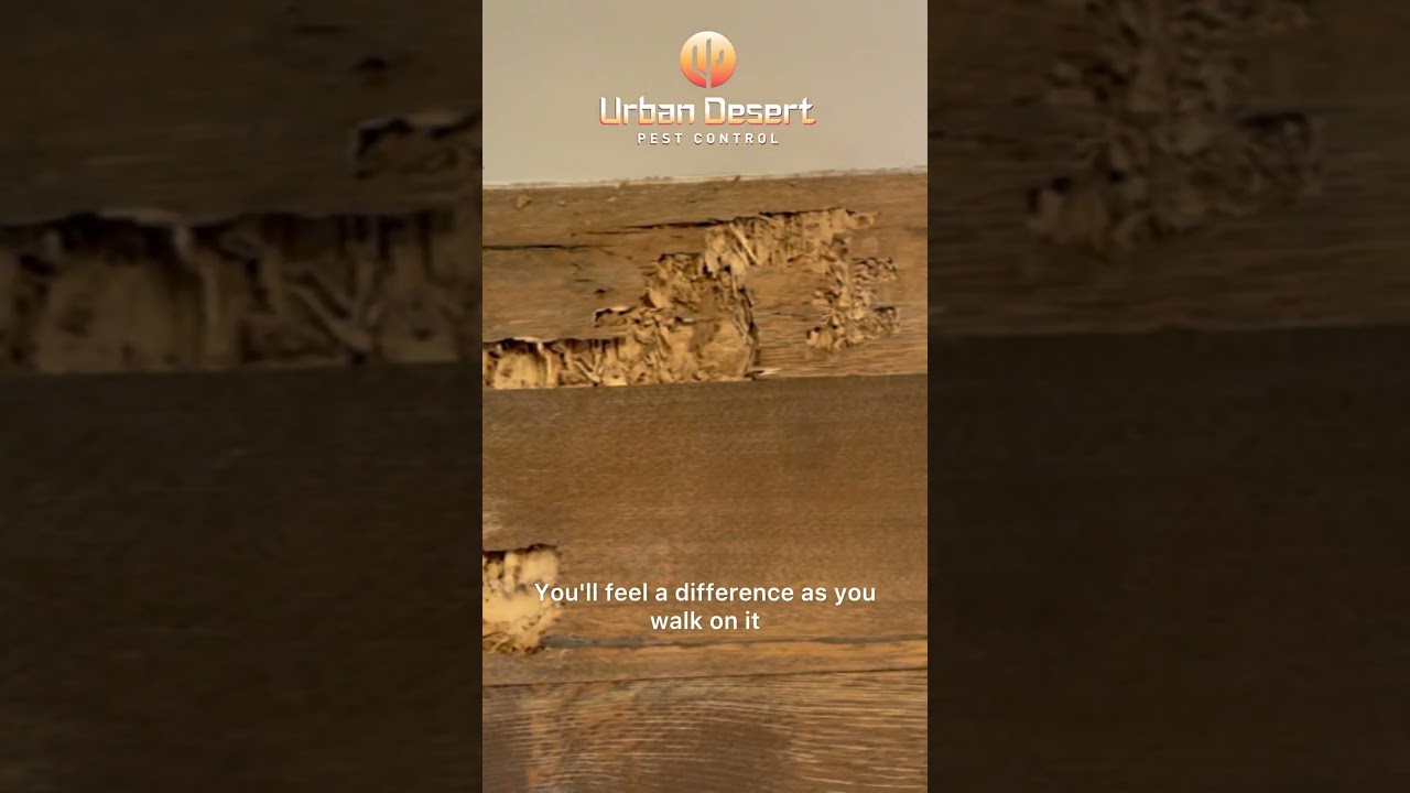 Termite damage on wood floors