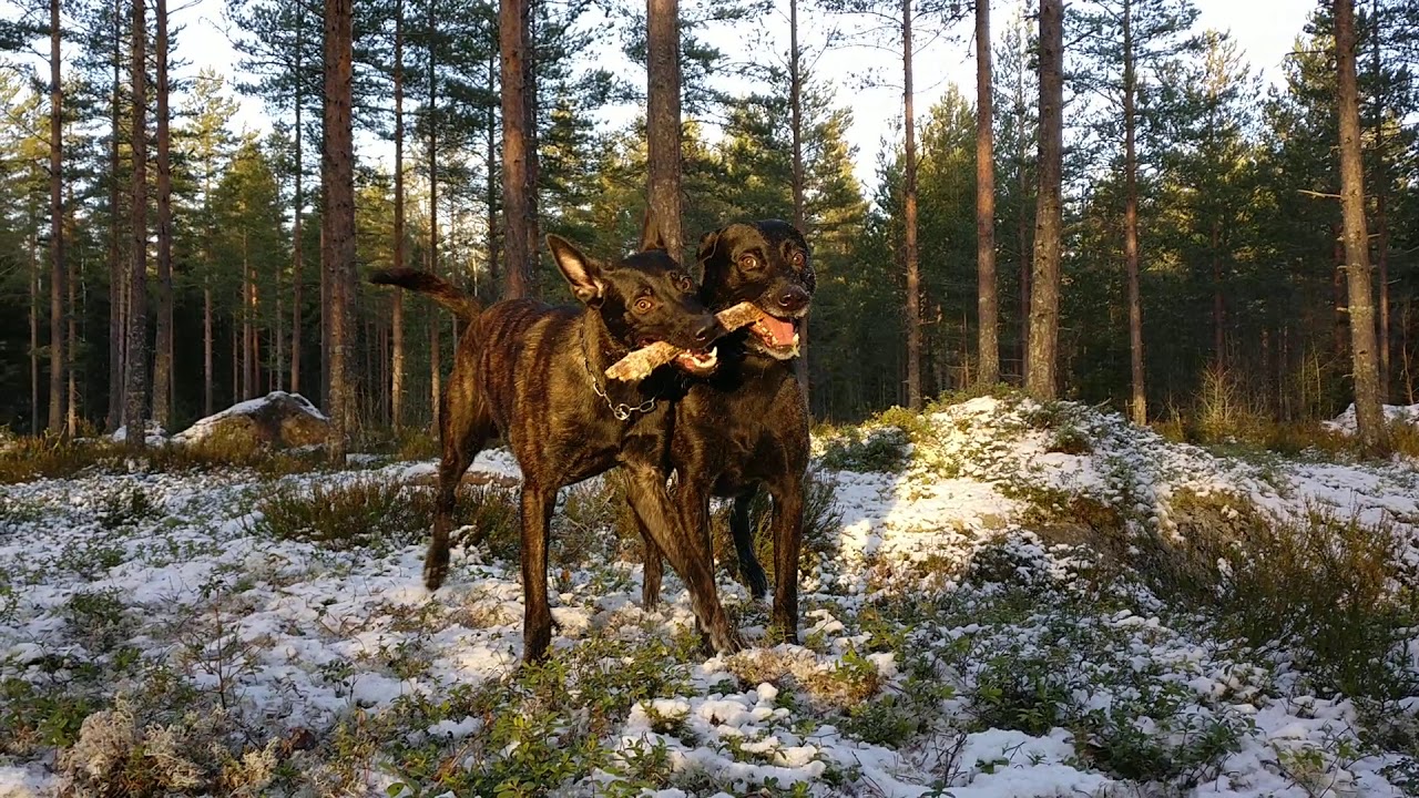 rkki-fenris-talvileikkej-youtube