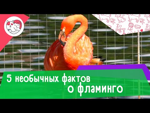 5 необычных фактов о фламинго