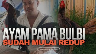 Pama Bulbi Yang Sudah Mulai Jarang Terlihat di Arena / Gelanggang