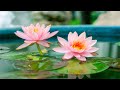 Relaxing Music with Bird Sounds, Calm Piano Music, Sleep Music, Peaceful Music