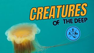 Unbelievable Sea Creatures You Need To See!