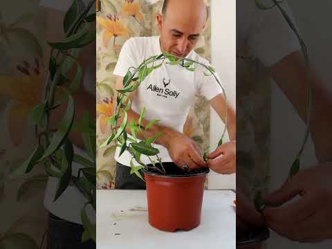 تنسيق و تشكيل النباتات على الاسلاك  