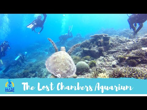 The Lost Chambers Aquarium Full Tour Dubai | Atlantis The Palm. | Entry Ticket Details/Open Timings.