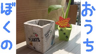 観葉植物モンステラを初心者が園芸屋さんに教えてもらったとおりに鉢替え（植え替え）する動画 by DIYセメント鉢