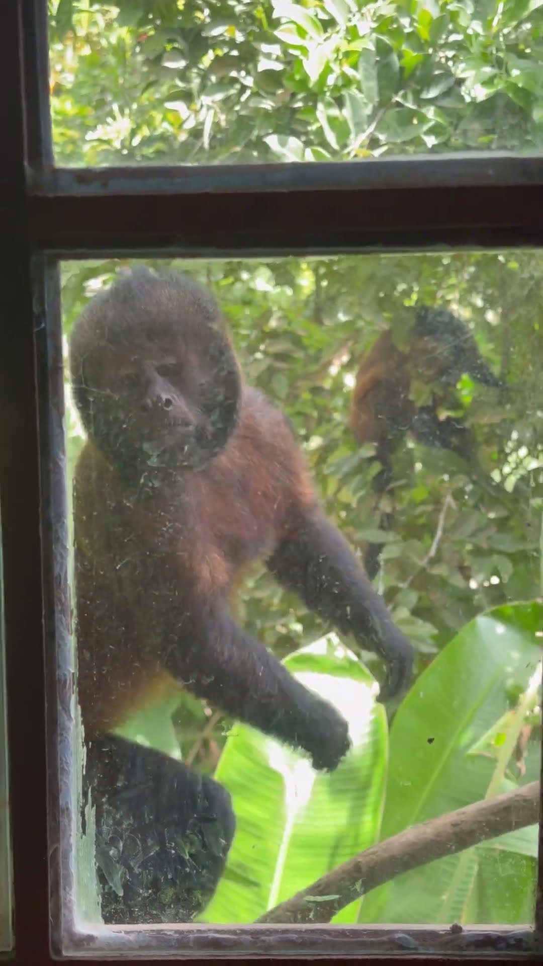 Monkey At The Window || ViralHog