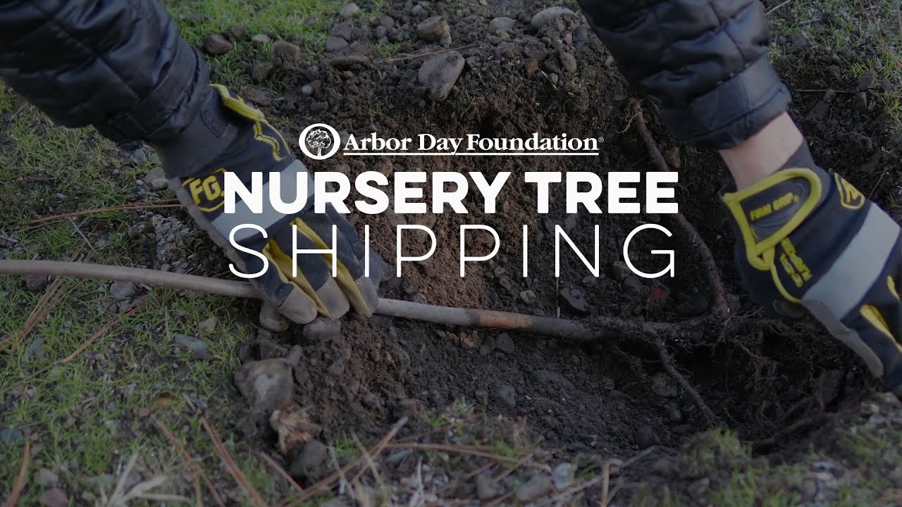 Arbor Day Foundation Nursery Tree Shipping YouTube