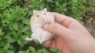 Hamster life in the countryside / 시골의 햄스터 생활