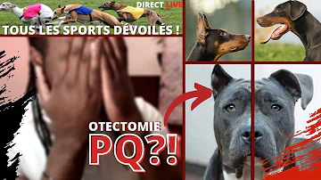 Quel chien a des oreilles pointues ?