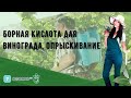 Борная кислота для винограда, опрыскивание