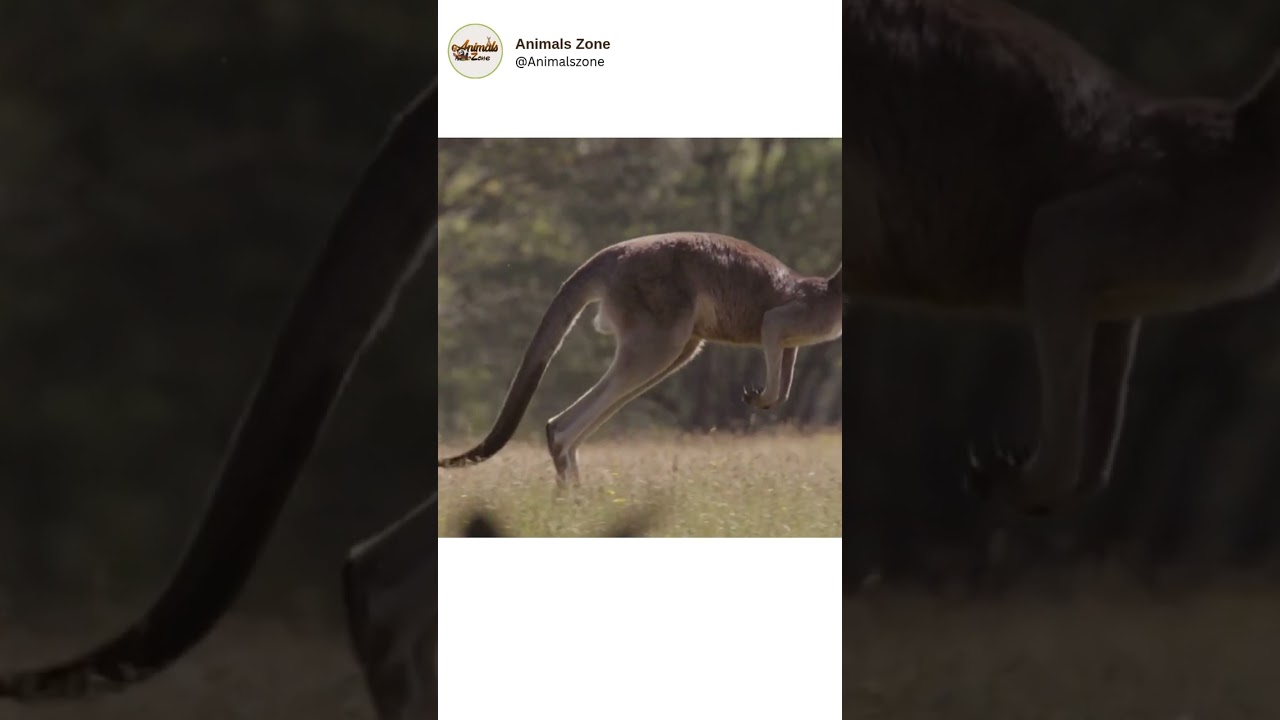 Graceful and strong, this kangaroo is living its best life under the Aussie sun ☀️