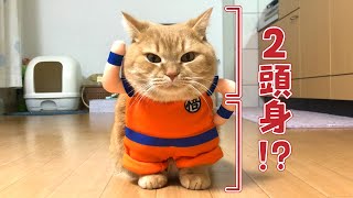 短足猫に足歩行させてみたら可愛すぎた【頭身ニューヒーロー現る⁉】