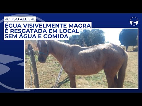 Égua visivelmente magra é resgatada em local sem água e comida em Pouso Alegre