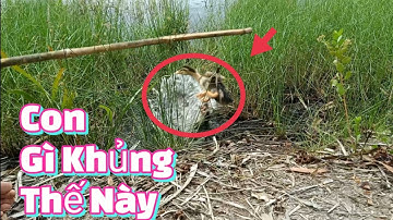 Câu Cá Lóc Đầu Mùa Mưa Táp như pháo nổ | Fishing