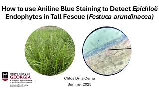 How to Screen Tall Fescue for Endophyte Infection Using Aniline Blue Staining
