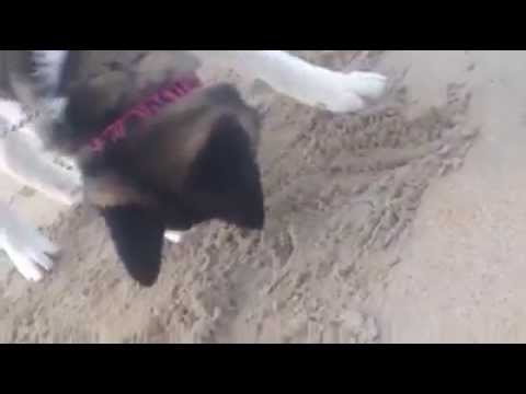 akita searching beach video editing software free