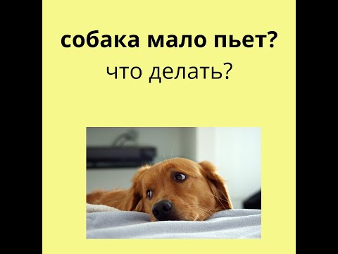 Собака мало пьет - что делать?