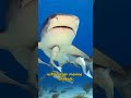 Unbreakable Bonds The Intriguing Symbiotic Partnership Of Remora Fish 