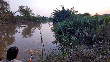 Câu Cá Tra Sông , Cần Thủ Quá Nghiệp Dư Xém Bị Cá Ăn Bay Cần Xuống Sông