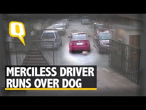 The Quint: Merciless Driver Runs Over Dog; Case Filed Under Animal Cruelty