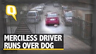 The Quint Merciless Driver Runs Over Dog Case Filed Under Animal Cruelty