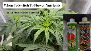 Full Knowing When to Switch to Bloom Nutrients Guide