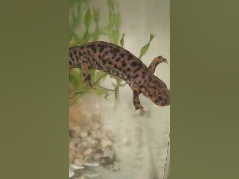 Тритон расслабляется - YouTube