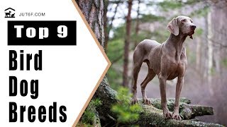 Top 9 Bird Dog Breeds by Just6F 37,802 views 6 years ago 7 minutes, 17 seconds