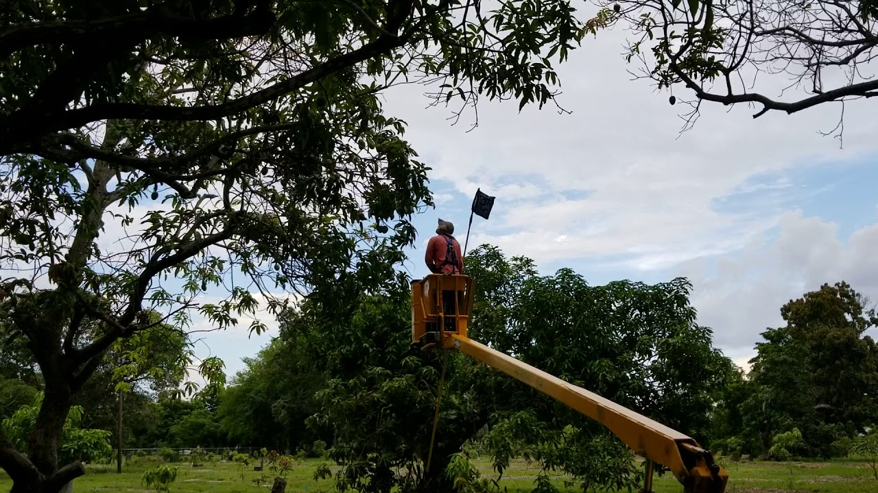 Picking mangoes in West Palm Florida YouTube