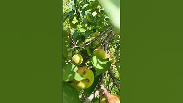 Thumbnail of new kumauni song☺️#apricots #pahadifruits #khumani🍋🍋
